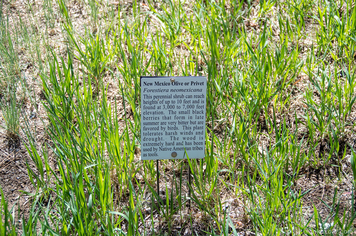 Fort Stanton and Capitan, NM, 2015 photo