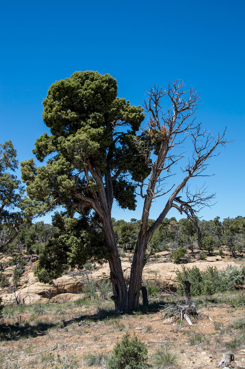 Mesa Verde, CO, 2015, photo