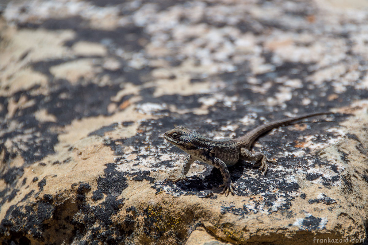 Mesa Verde, CO, 2015, photo