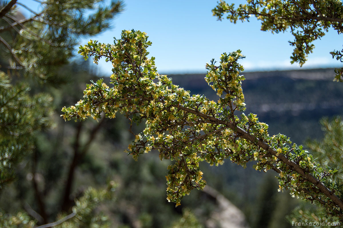 Mesa Verde, CO, 2015, photo