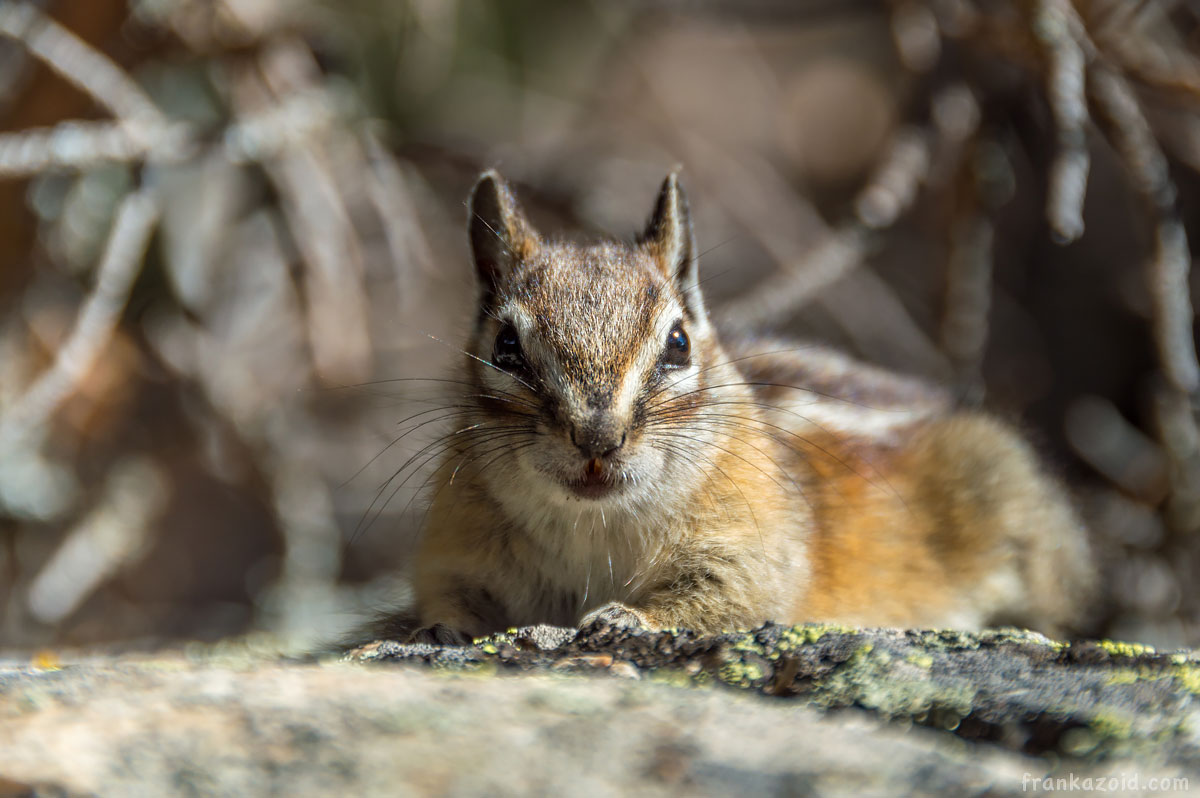 Big Alaska trip: part 6, Arizona, 2017 photo: cute chipmunk