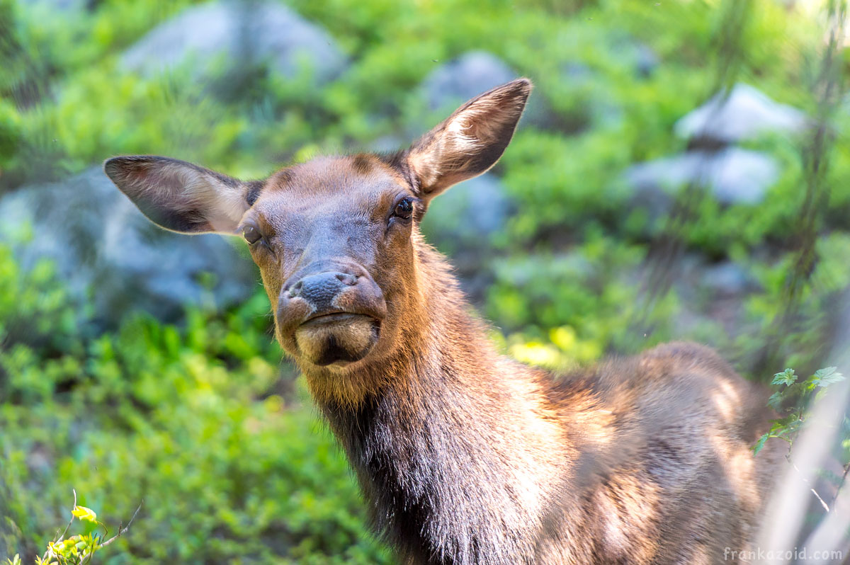 Big Alaska trip: part 6, Arizona, 2017 photo: Lovely deer