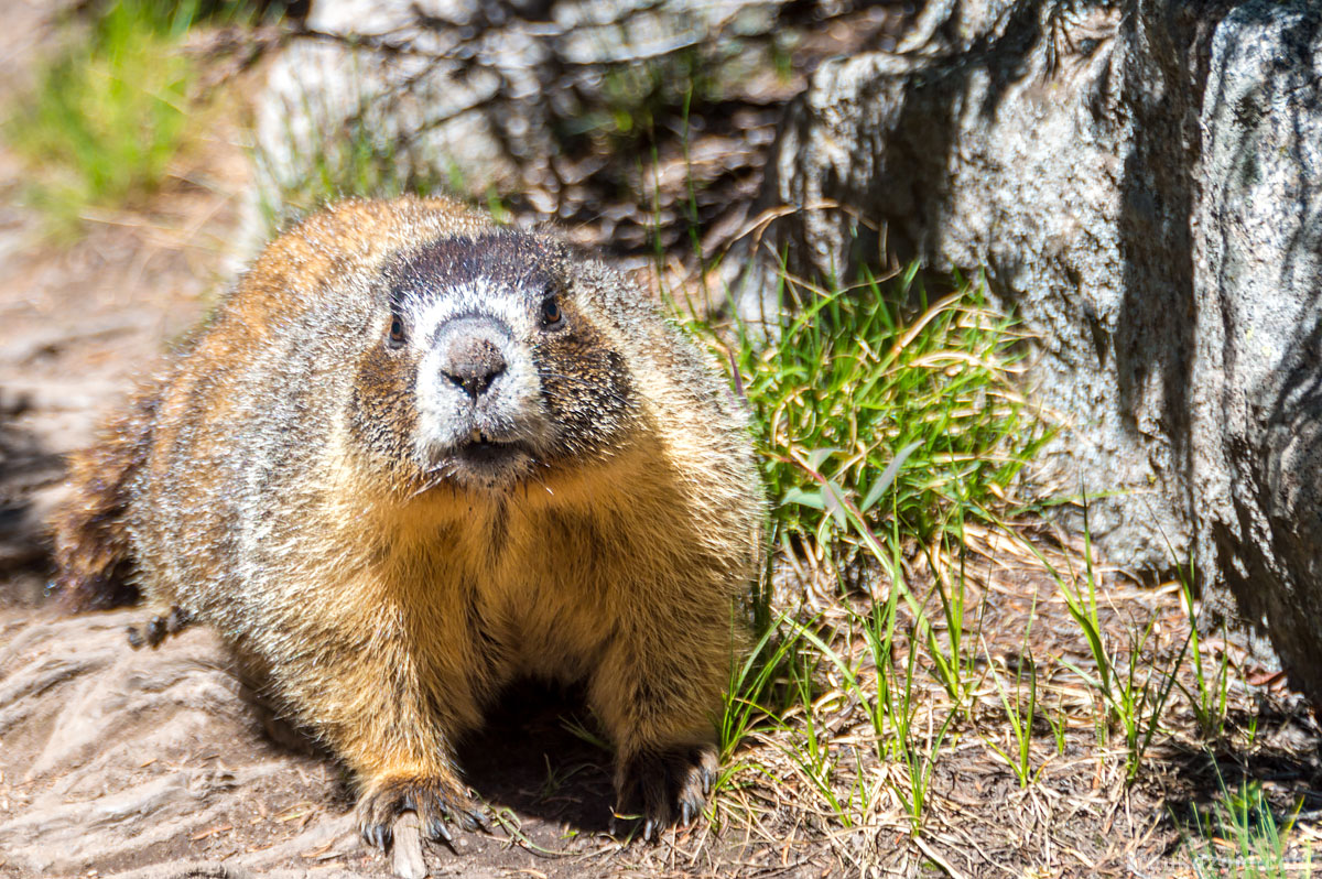 Big Alaska trip: part 6, Arizona, 2017 photo: curious marmot