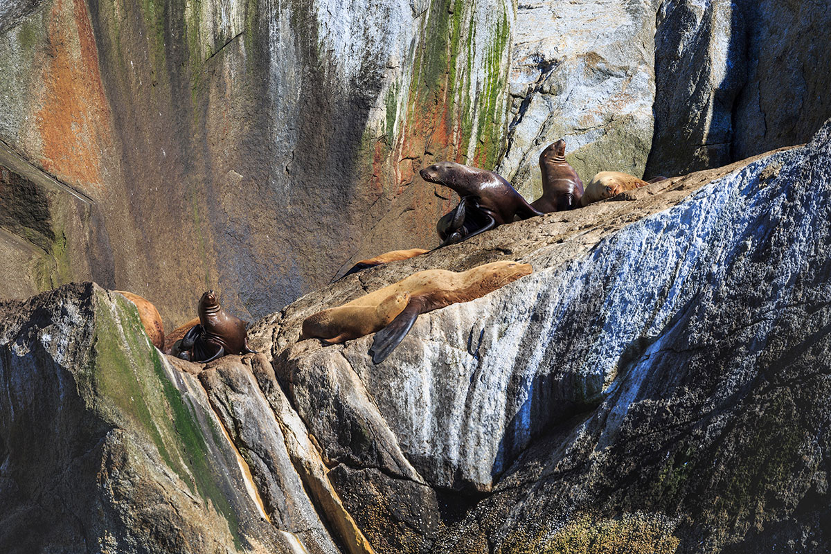 Kenai Fjords seals on the rocks