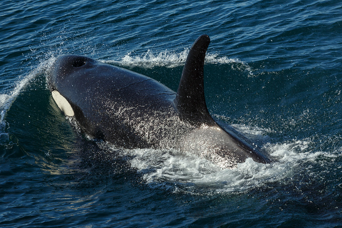 Kenai Fjords killer whale