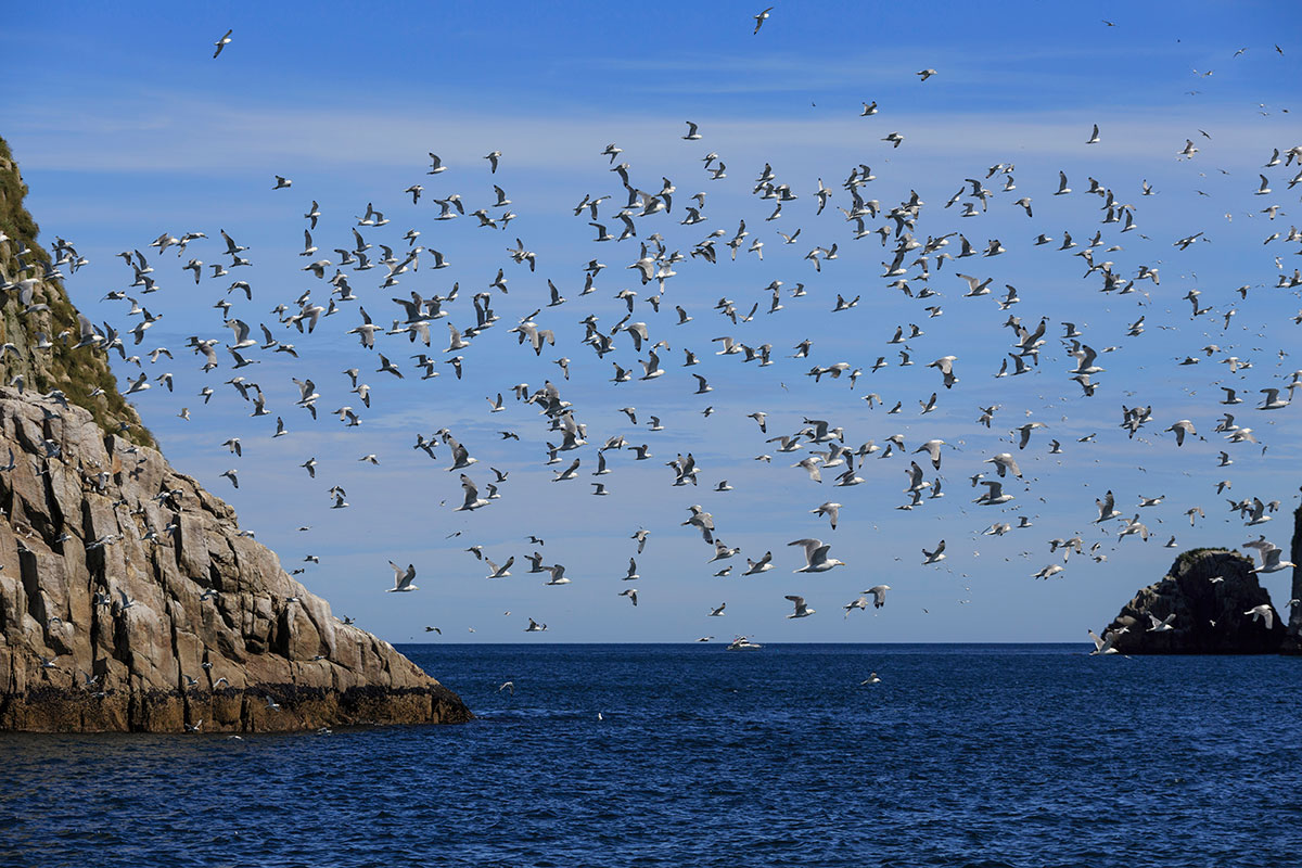 Kenai Fjords seagulls