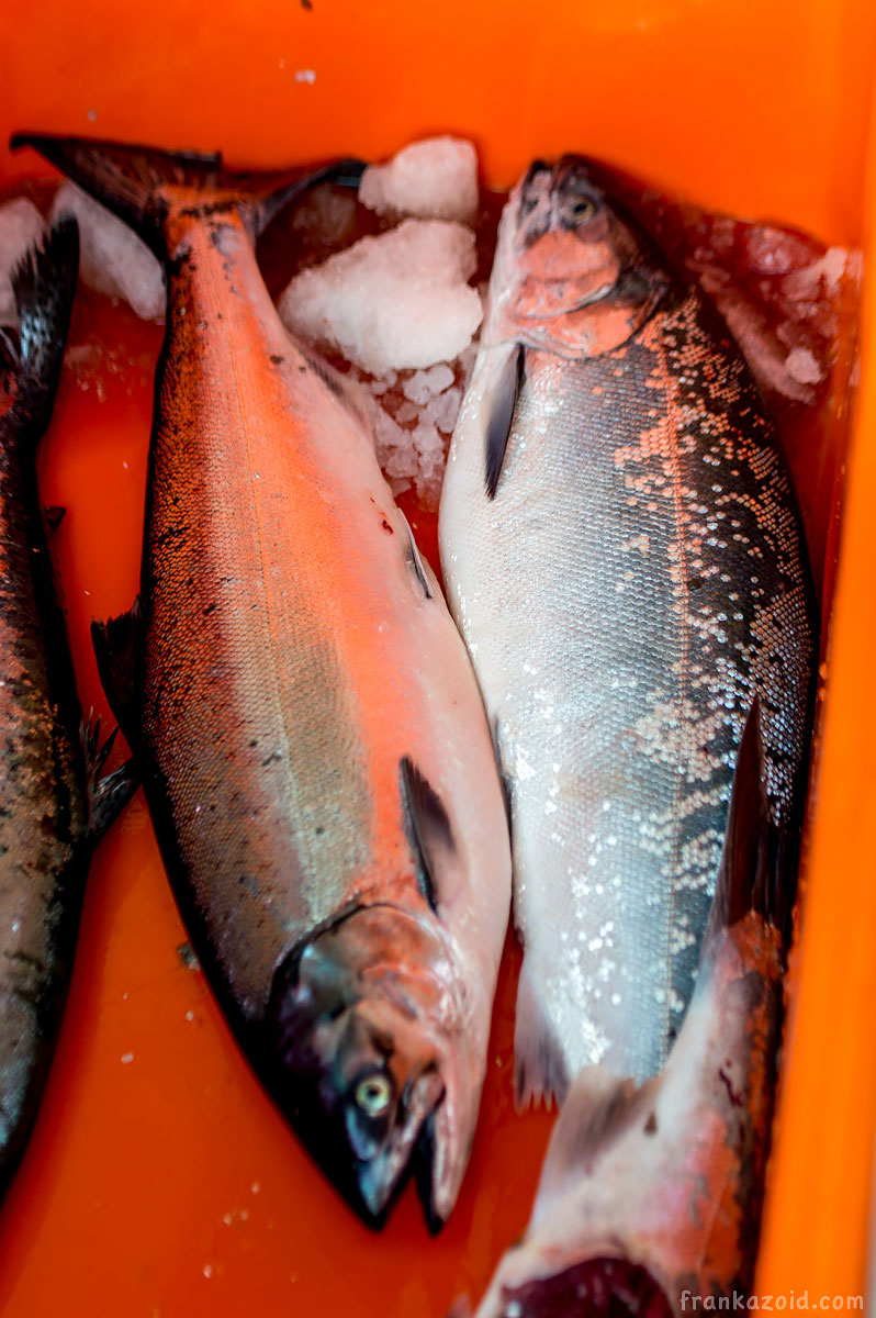 Seward Alaska salmon fish