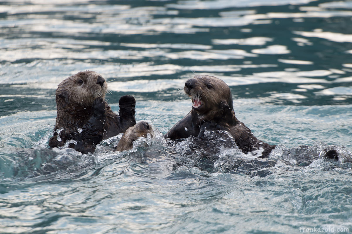 Seward Alaska otter playing/eating in the water