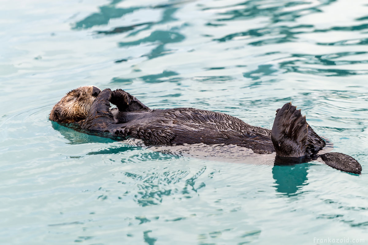 Seward Alaska otter playing/eating in the water