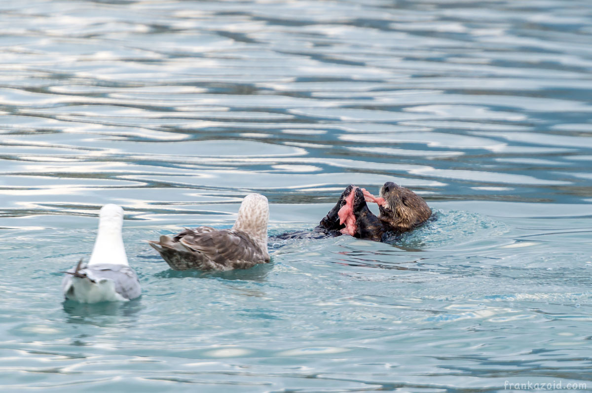 Seward Alaska otter playing/eating in the water