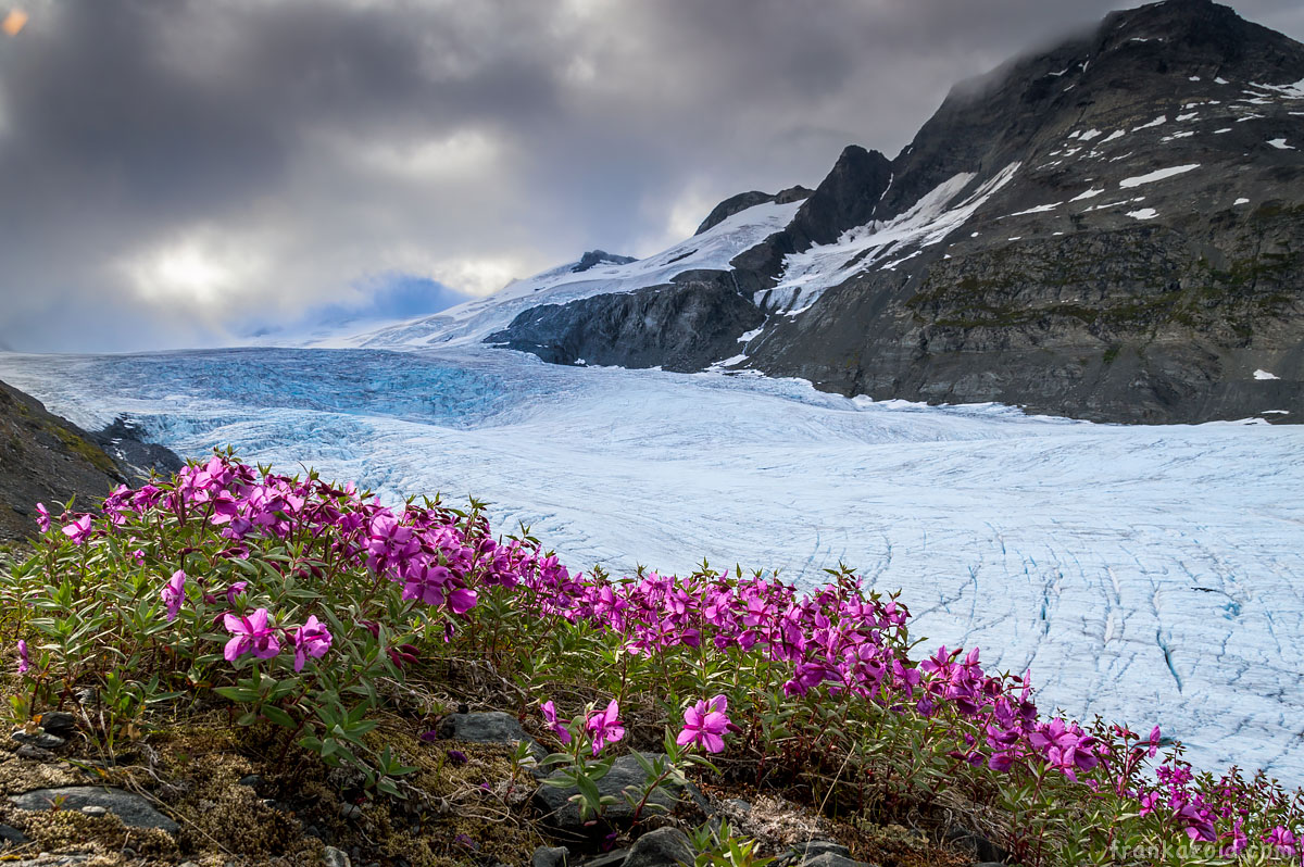 Worthington glacier purple flowers