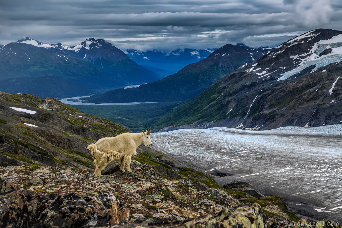 Mountain goat with valley background