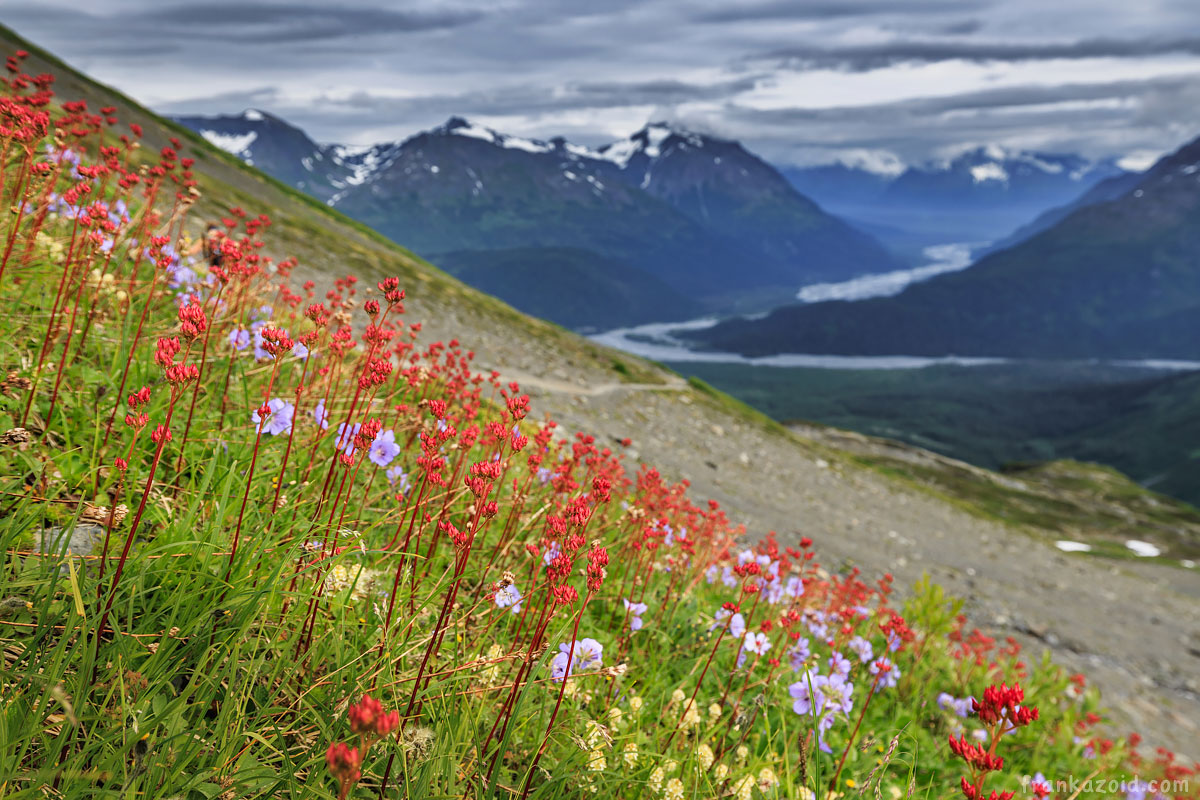Flowers near the glacier
