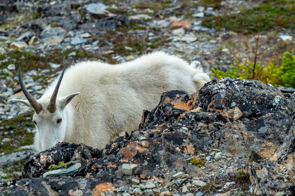 White mountain goat behind the rock