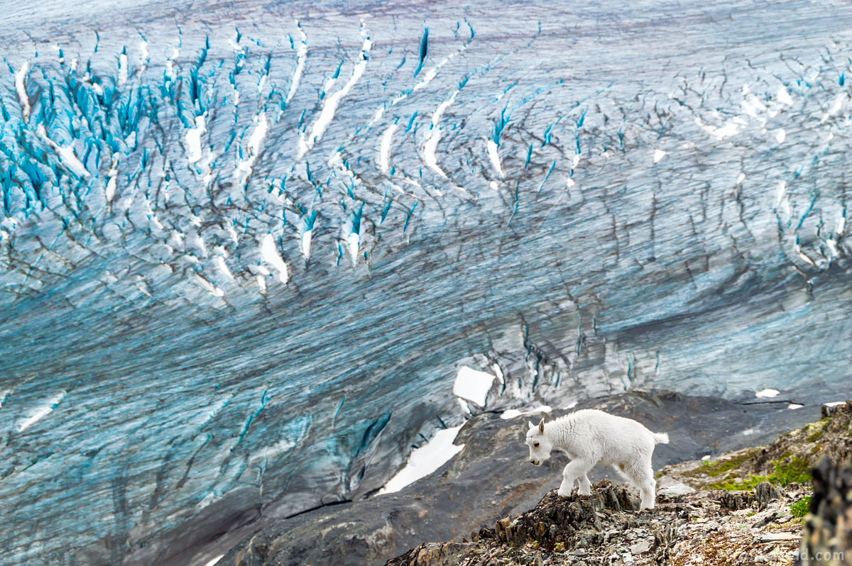 White mountain goat cub with glacier on the background