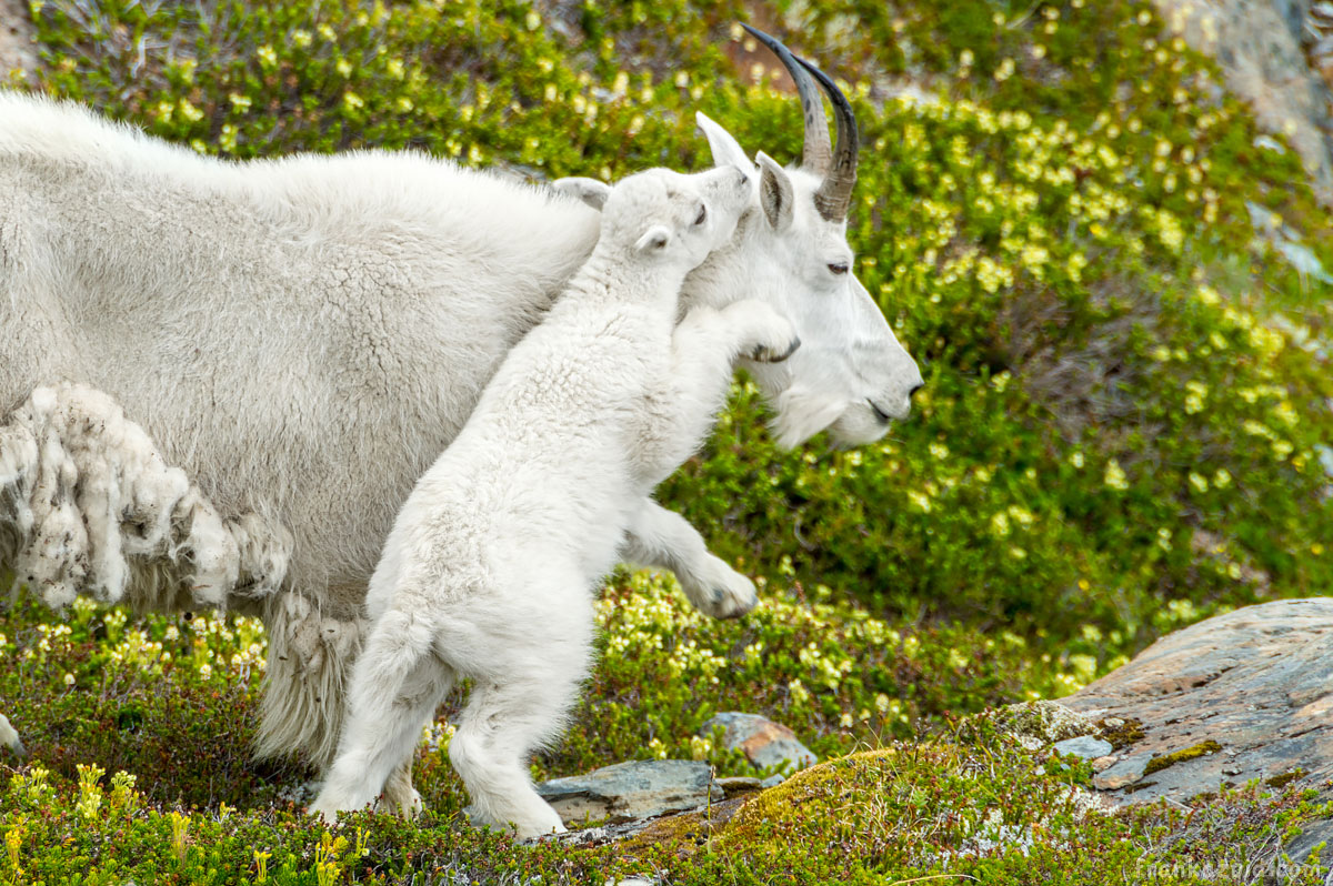 Goat cub playing with mom