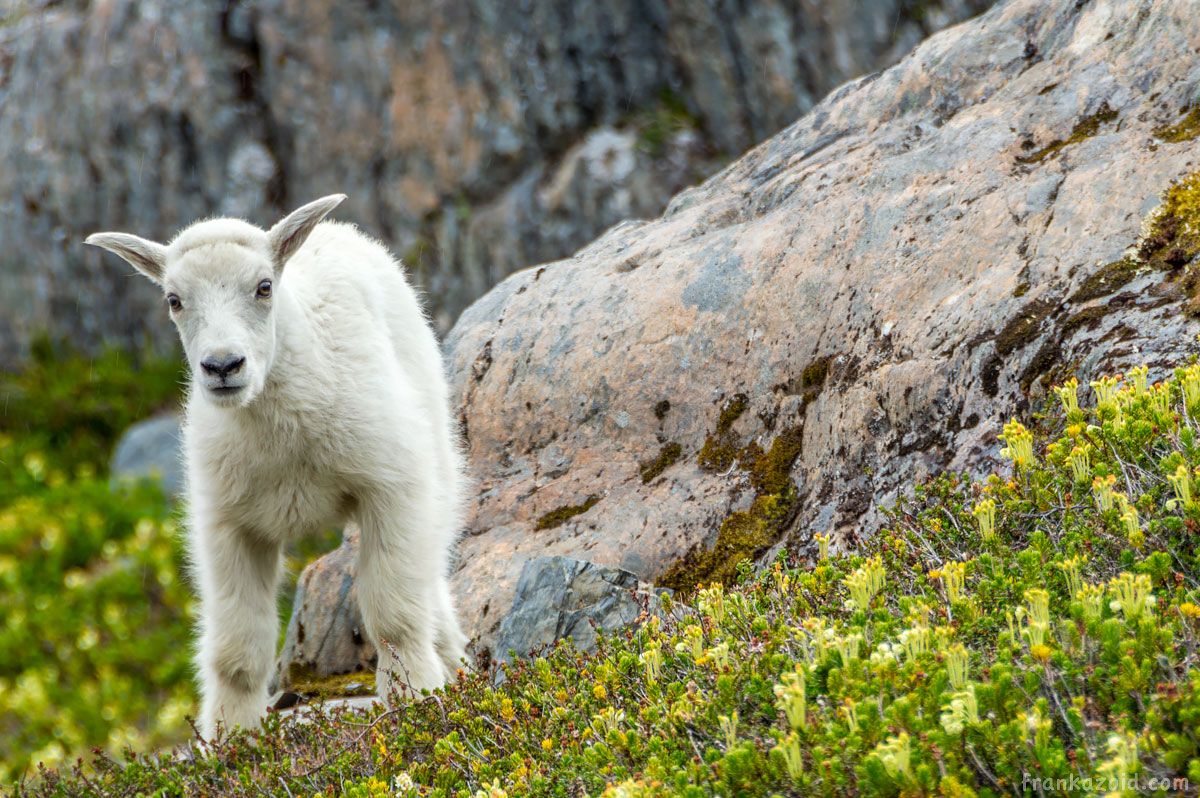 Goat cub looking stright at us