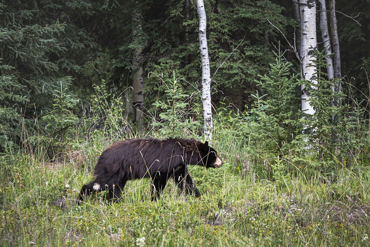 Big Alaska trip, part 10: Yukon territories, Canada 2017 photo