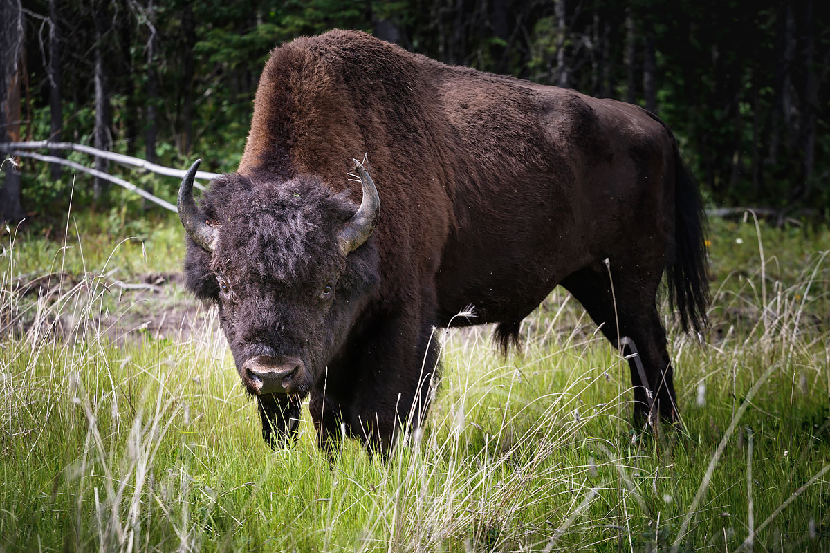 Big Alaska trip, part 10: Yukon territories, Canada 2017 photo