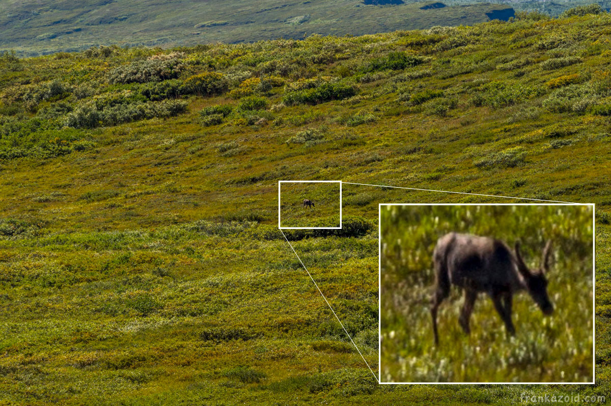 Denali National park, Alaska, USA 2017 photo