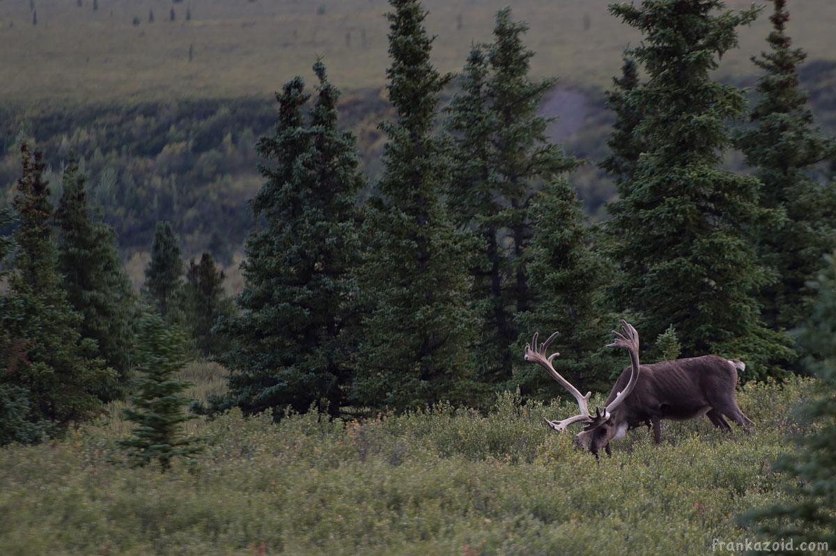 Denali National park, Alaska, USA 2017 photo